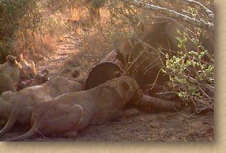 Lions eating. The MalaMala CyberDiary -  24 June 1998. Game drives, sightings of leopard, lion, impala, elephant, antelope, predators, birds. Africa's most popular wildlife destination in Mpumalanga, South Africa. A perfect place to be for adventure, game viewing, an exciting safari. Best accommodation and service. Luxury lodge, camp. Drives in open 4X4 vehicles. Harry's Camp, Kirkman's Kamp.